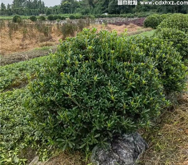 150cm海桐球基地：工程栽植规格-养护-批发-报价