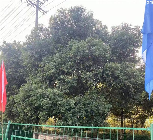 天竺桂图片
