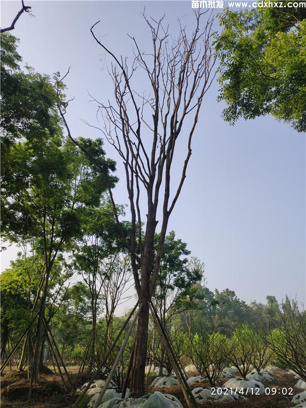 20公分黄连木苗木基地有哪里有？