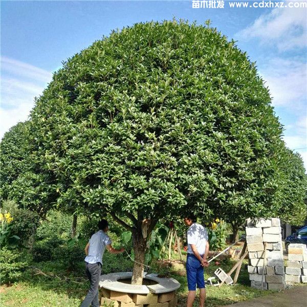 八月桂花树10公分价格，高杆树冠（W）300~350cm