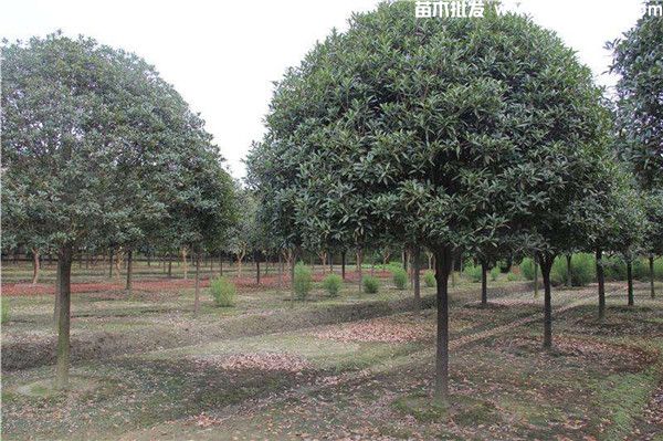 八月桂花树10公分价格，高杆树冠（W）300~350cm