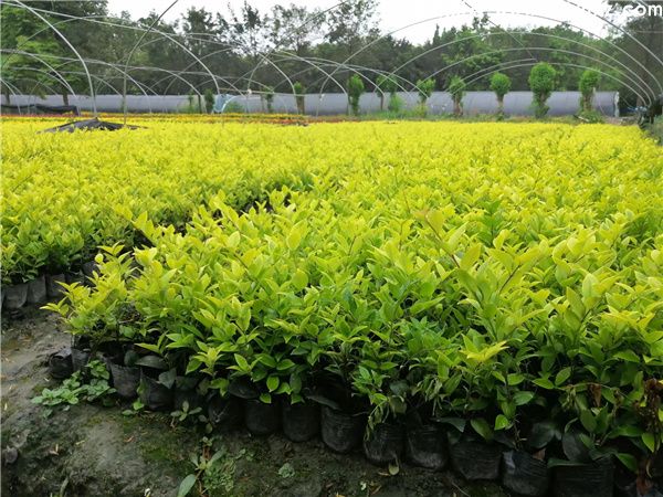 贵州有种植女贞的基地吗？