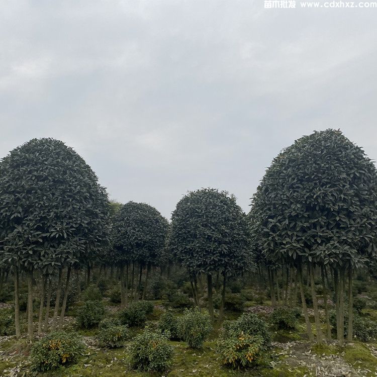 贵州有种植桂花树的基地吗？