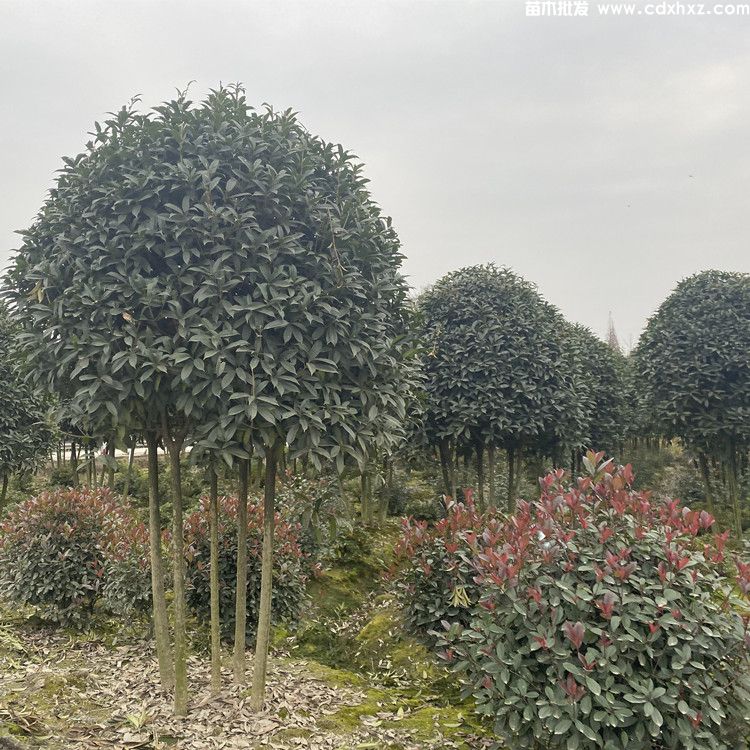 贵州有种植桂花树的基地吗？