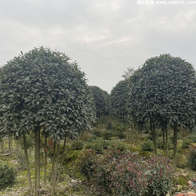 贵州有种植桂花树的基地吗？