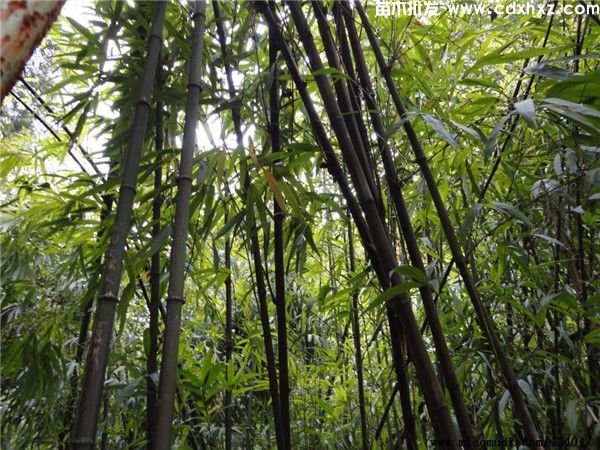 景观竹子基地哪有？附近哪有大型竹苗批发？