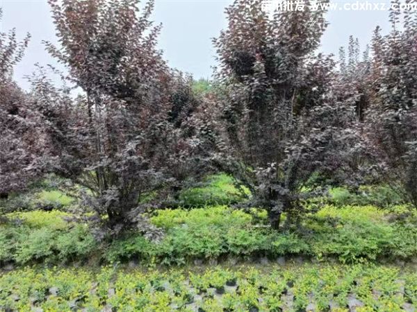 四川可以种植紫叶李吗？