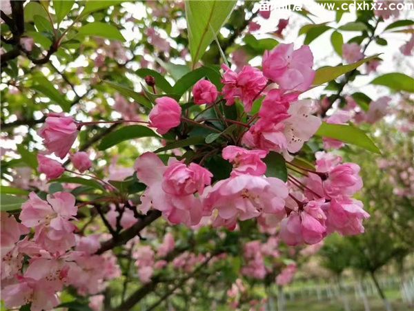 垂丝海棠花朵图片