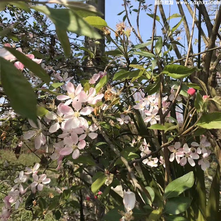西府海棠花朵图片