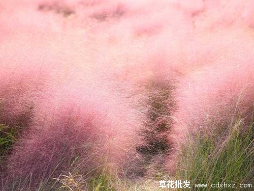 粉黛乱子草图片基地实拍