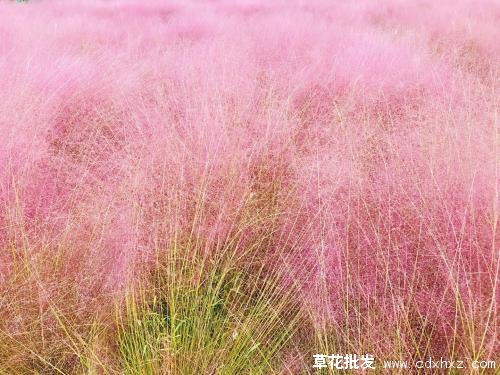 粉黛乱子草图片基地实拍