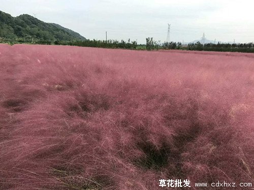 粉黛乱子草图片基地实拍