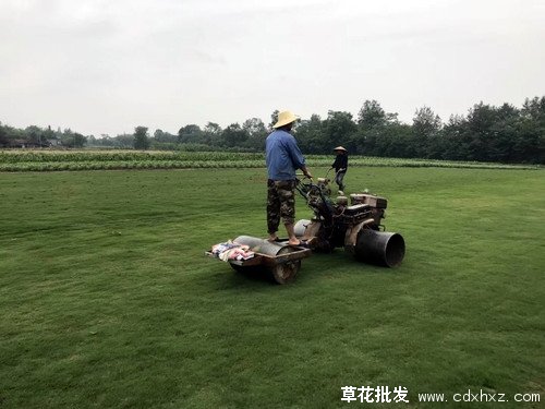 马尼拉草坪图片基地实拍图