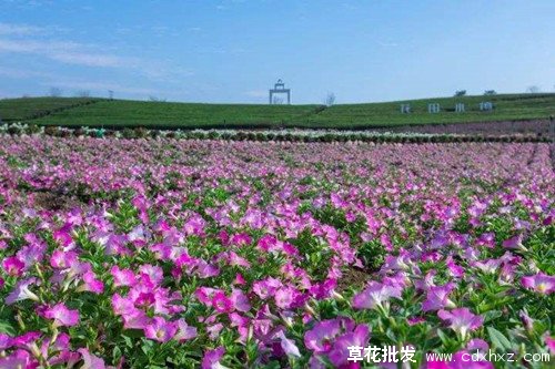 矮牵牛花海打造实景图