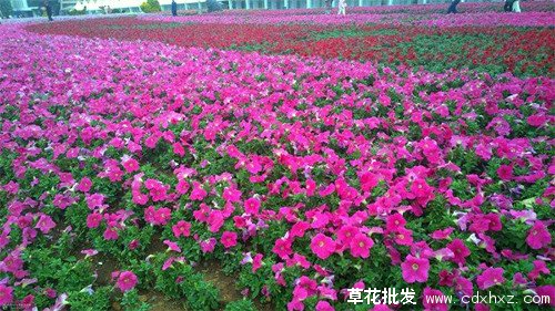 矮牵牛花海打造实景图