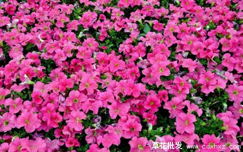 矮牵牛花海打造实景图