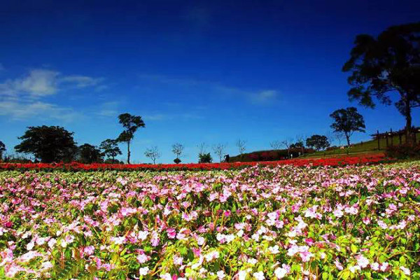 雏菊花海实景打造图片