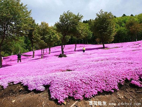 福禄考花海案例图片