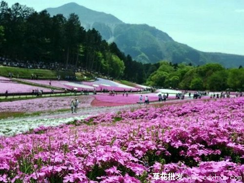 福禄考花海案例图片