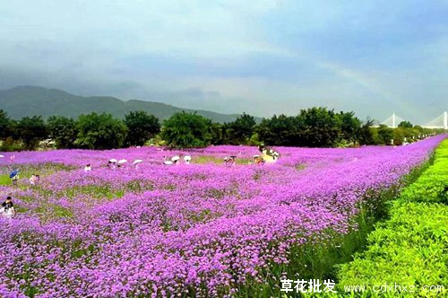 马鞭草花海图片