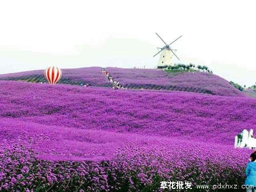 马鞭草花海图片