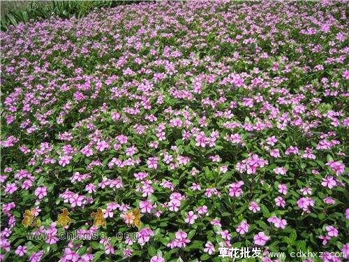 百日草基地实拍图片