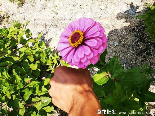 百日草花语是什么？