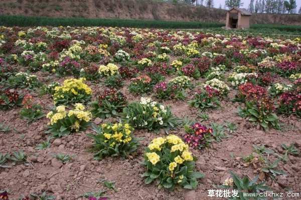 报春花怎么扦插繁殖呢？最新报春花插杆繁殖技巧