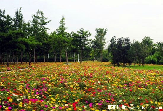 大花马齿苋图片基地实拍图