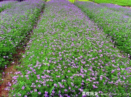 国庆节常用草花品种图片