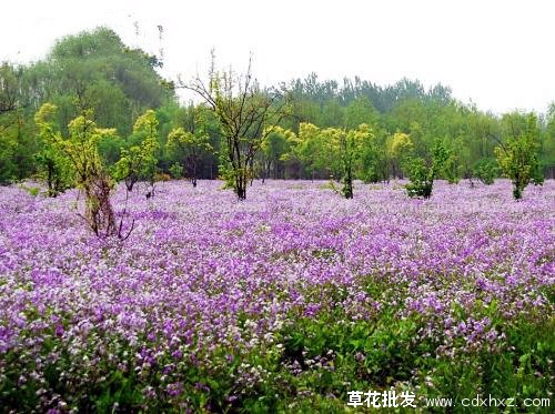 二月兰图片基地实拍