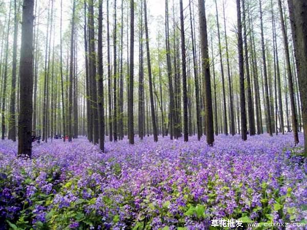 二月兰图片基地实拍