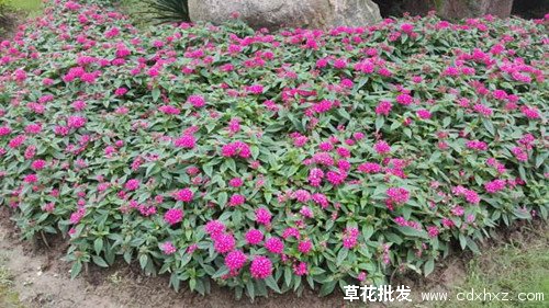 繁星花冬天会死吗