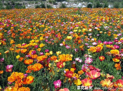 花菱草图片基地实拍图