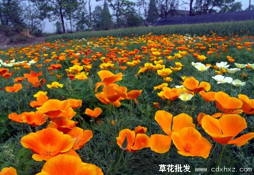 花菱草图片基地实拍图