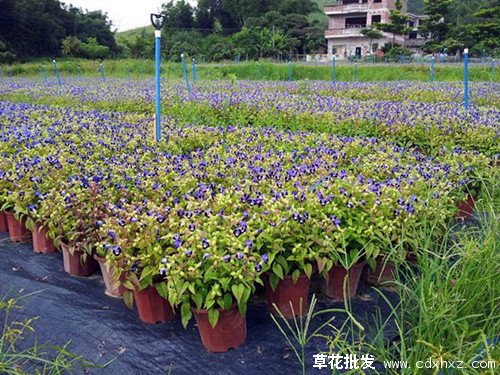 低密度种植的草花图片