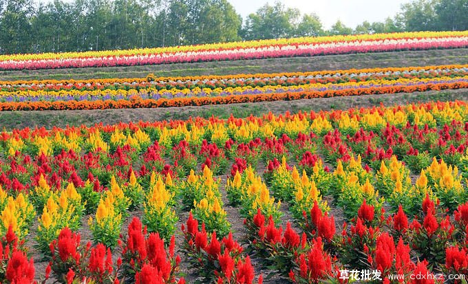 国庆节开花的鸡冠花图片