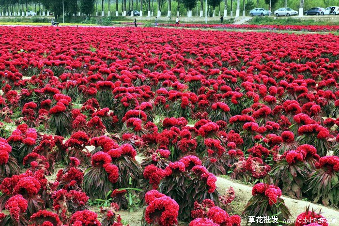 球状形态的鸡冠花图片基地实拍