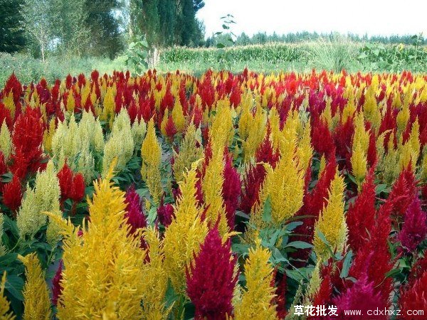 矛状形态的鸡冠花图片基地实拍