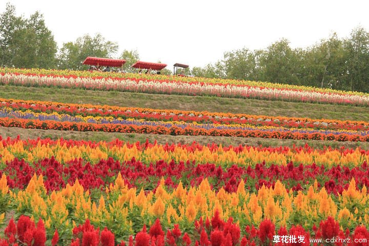 鸡冠花图片基地实拍图