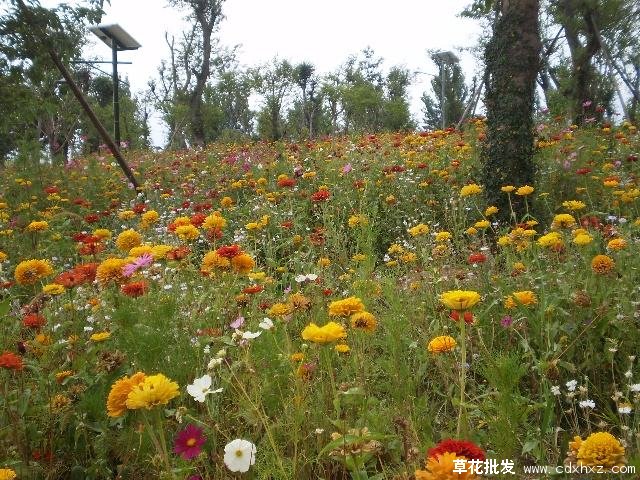 作用广泛的草花实拍图