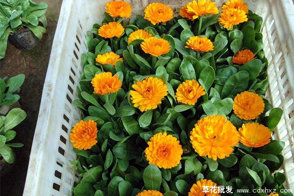 金盏菊几月种植最好？