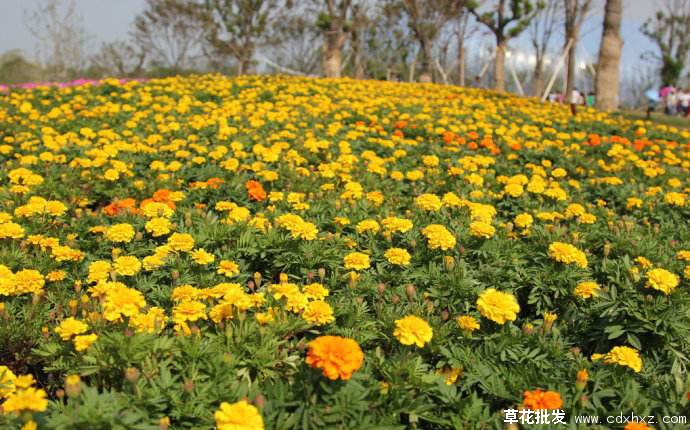 浙江适合种植孔雀草吗