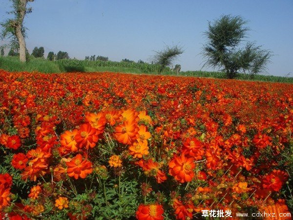 10月开花的硫华菊图片