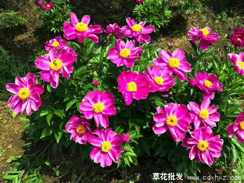 芍药花怎么养殖？