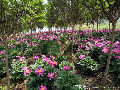 芍药花图片基地实拍图