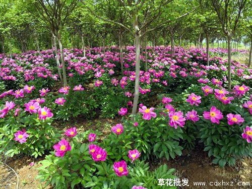 芍药花图片基地实拍图