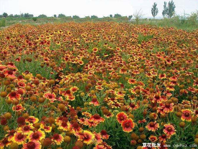 西安草花批发基地实拍图片