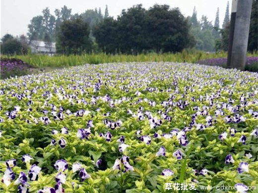 草花一平米大可以种植多少株