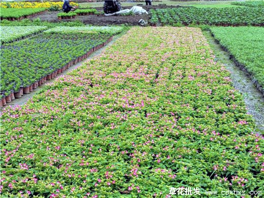 夏瑾花开花图片